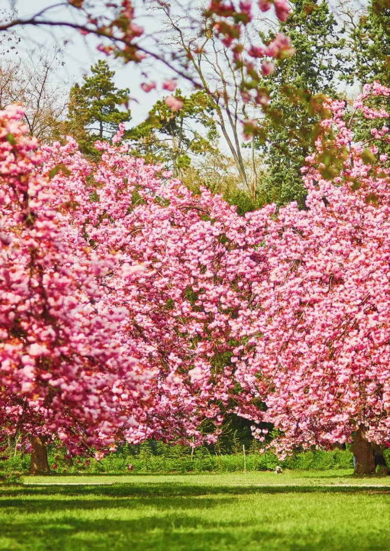 Cherry Blossom Photoshoot in Paris: The Sakura-Season Guide
